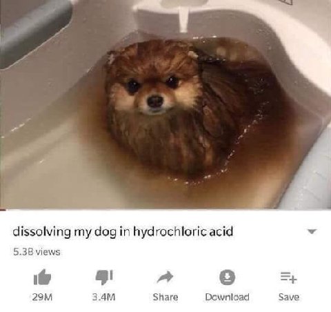 dissolving dog in hydrochloric acid 5.38 views Share Download Save