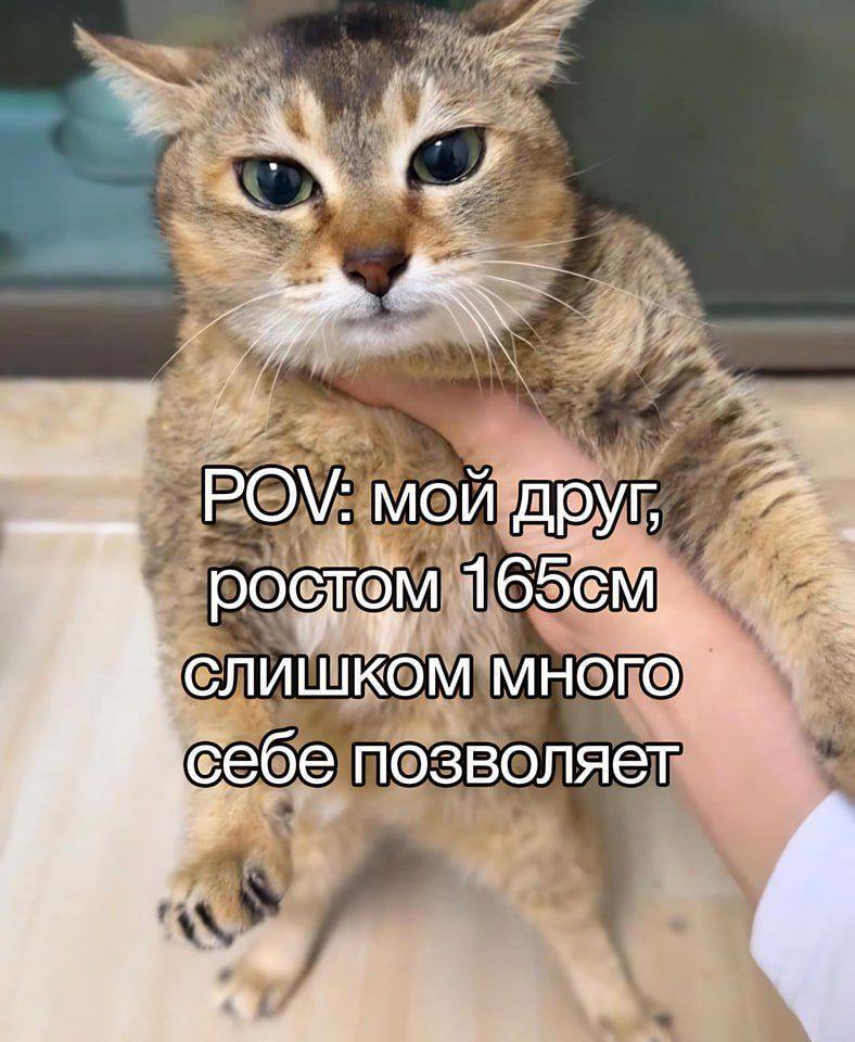 POV: мой друг, СЛИШКОМ МНОГО себе позволяет