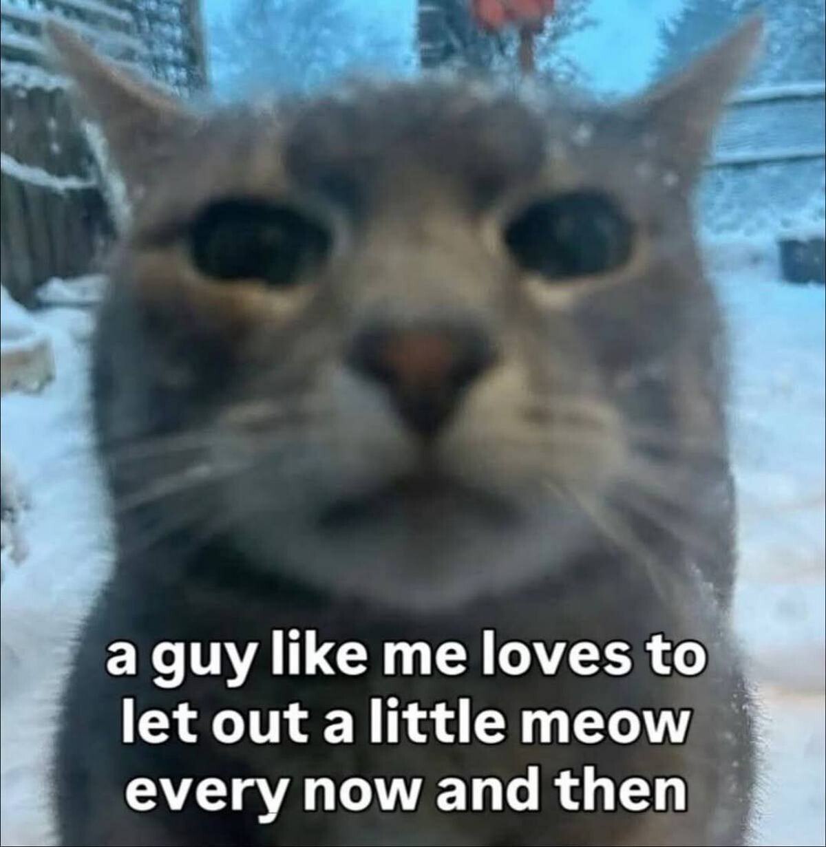 a guy like me loves to let out a little meow every now and then