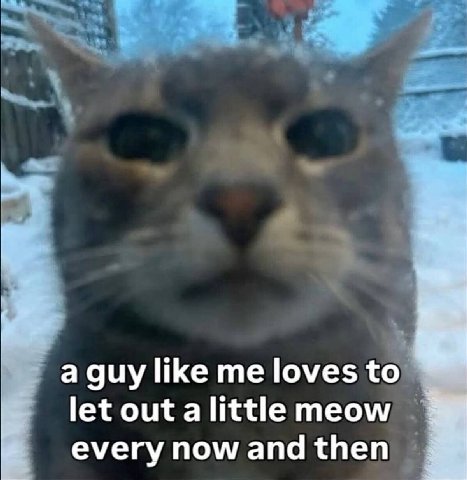 a guy like me loves to let out a little meow every now and then