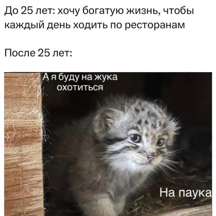 До 25 лет: хочу богатую жизнь, чтобы каждый день ходить по ресторанам После 25 лет: я буду охотиться На паука