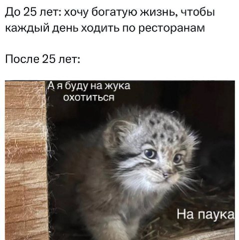 До 25 лет: хочу богатую жизнь, чтобы каждый день ходить по ресторанам После 25 лет: я буду охотиться На паука