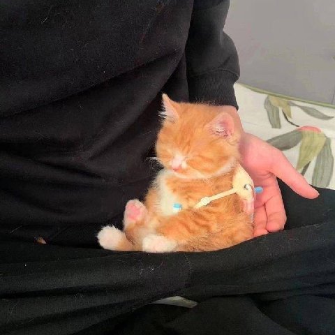 AS 2.