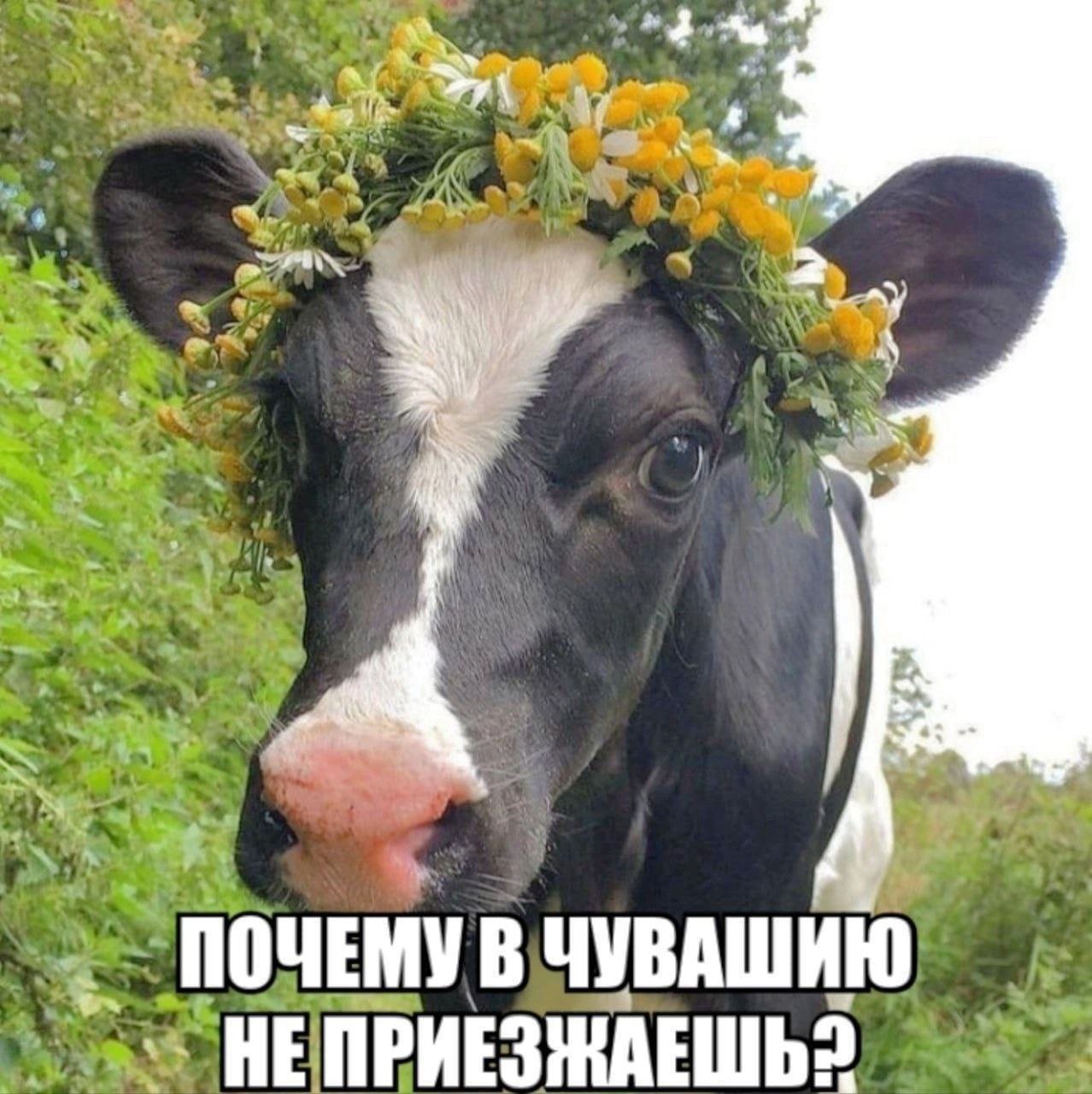 ПОЧЕМУ В ЧУВАШИЮ