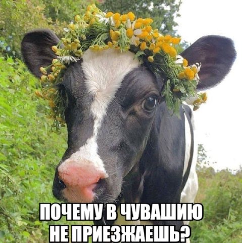 ПОЧЕМУ В ЧУВАШИЮ