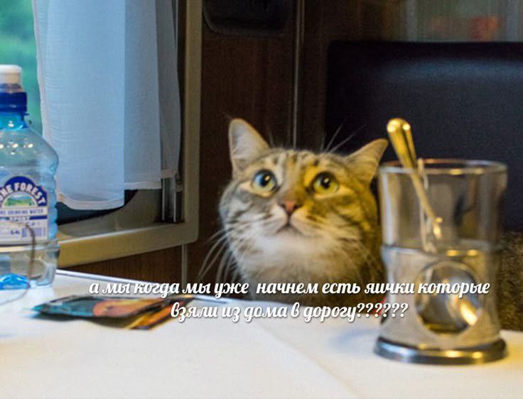мы уже начнем есть яички которые