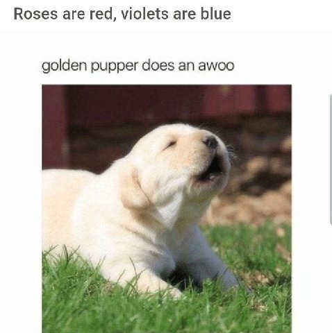 Roses are red, violets are blue golden pupper does an awoo