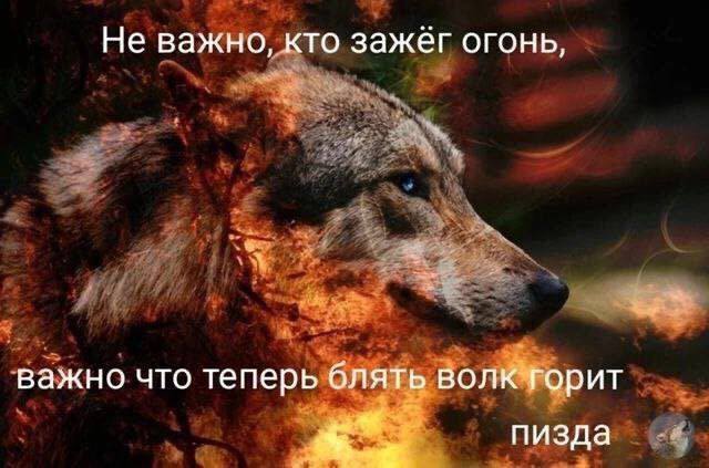 Не важно, кто зажег огонь, важно что теперь блять волк горит пизда