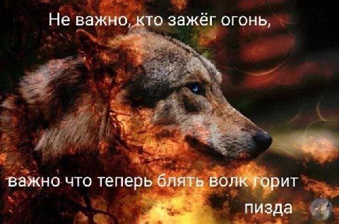 Не важно, кто зажег огонь, важно что теперь блять волк горит пизда