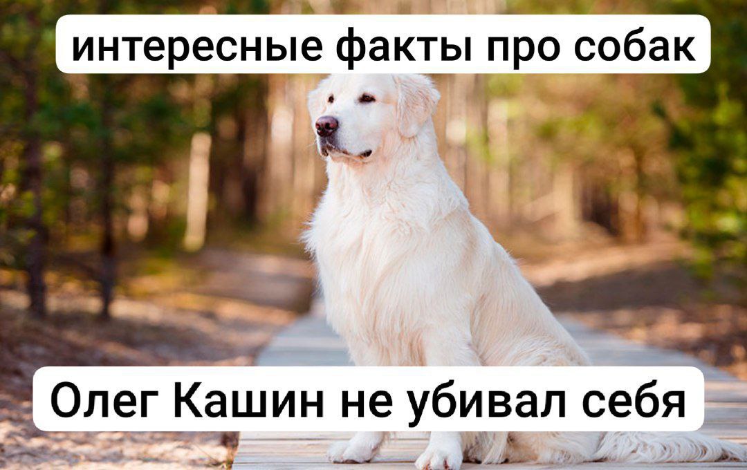 интересные факты про собак Олег Кашин не убивал себя