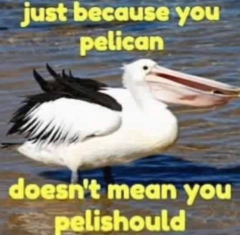 just because you pelican doesn't mean you pelishould