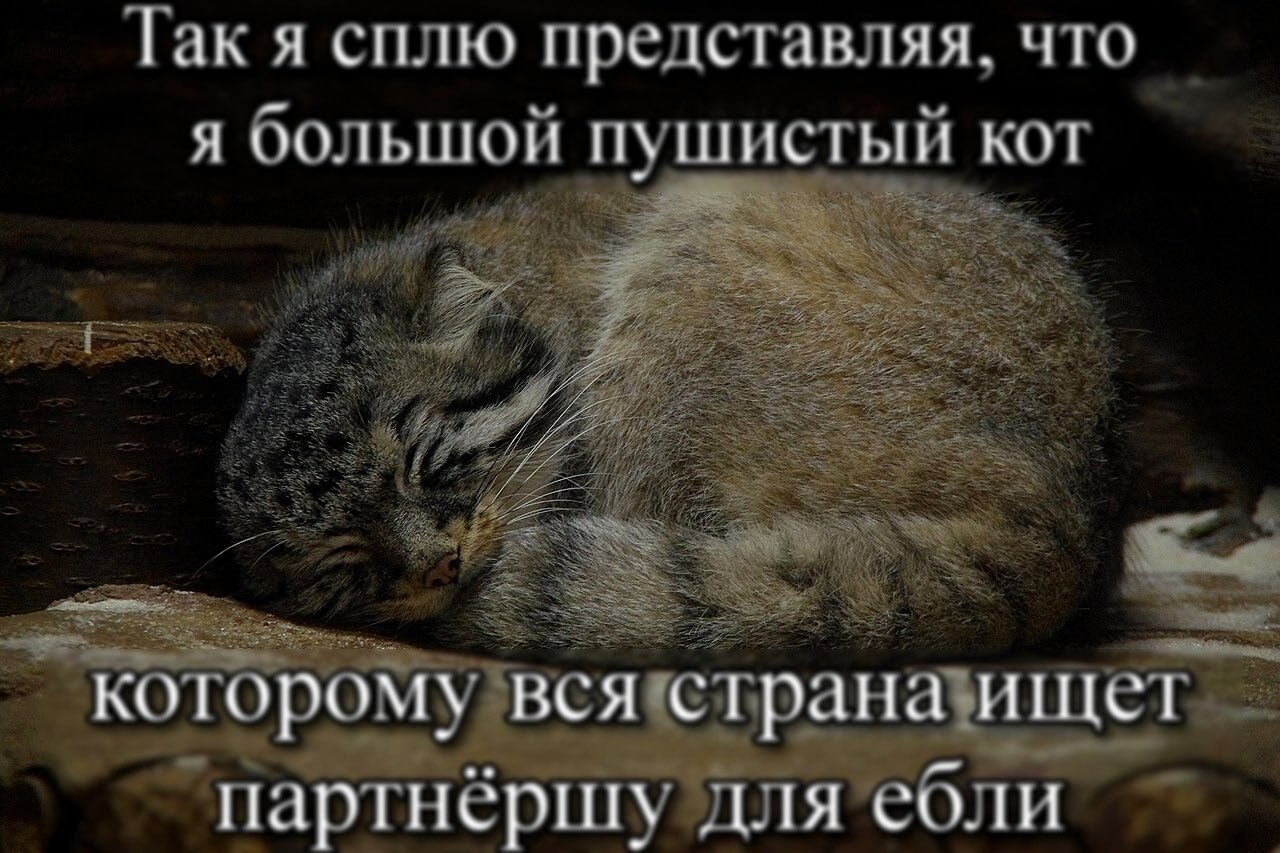 Так я сплю представляя, что Я большой пушистый KOT tig 70 aN A 24 И a 18) or ВСЯ щет которому ‘партнёршу для ебли