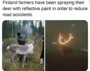Finland farmers have been spraying their deer with réflective paint in order to reduce