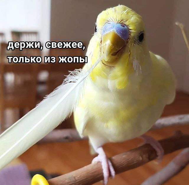 i держидсвежее ТОЛЬКО ИЗ ЖОПЫ и
