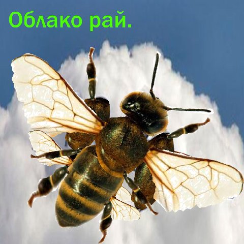 Облако pan. 4 A а а:
