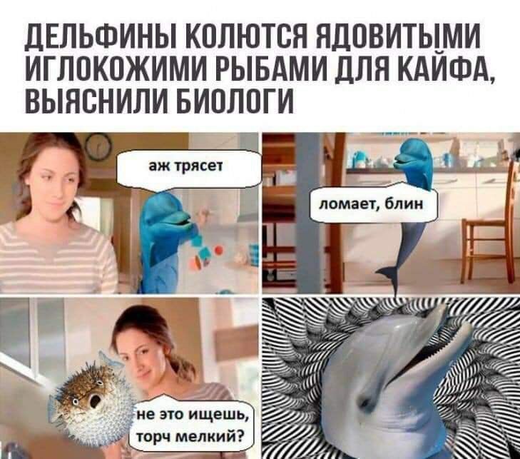 ДЕЛЬФИНЫ КОЛЮТСЯ ЯДОВИТЫМИ ИГЛОКОЖИМИ РЫБАМИ ДЛЯ КАИФА, ВЫЯСНИЛИ БИОЛОГИ 4 ломает, All не это ищешь, мелкий? 77