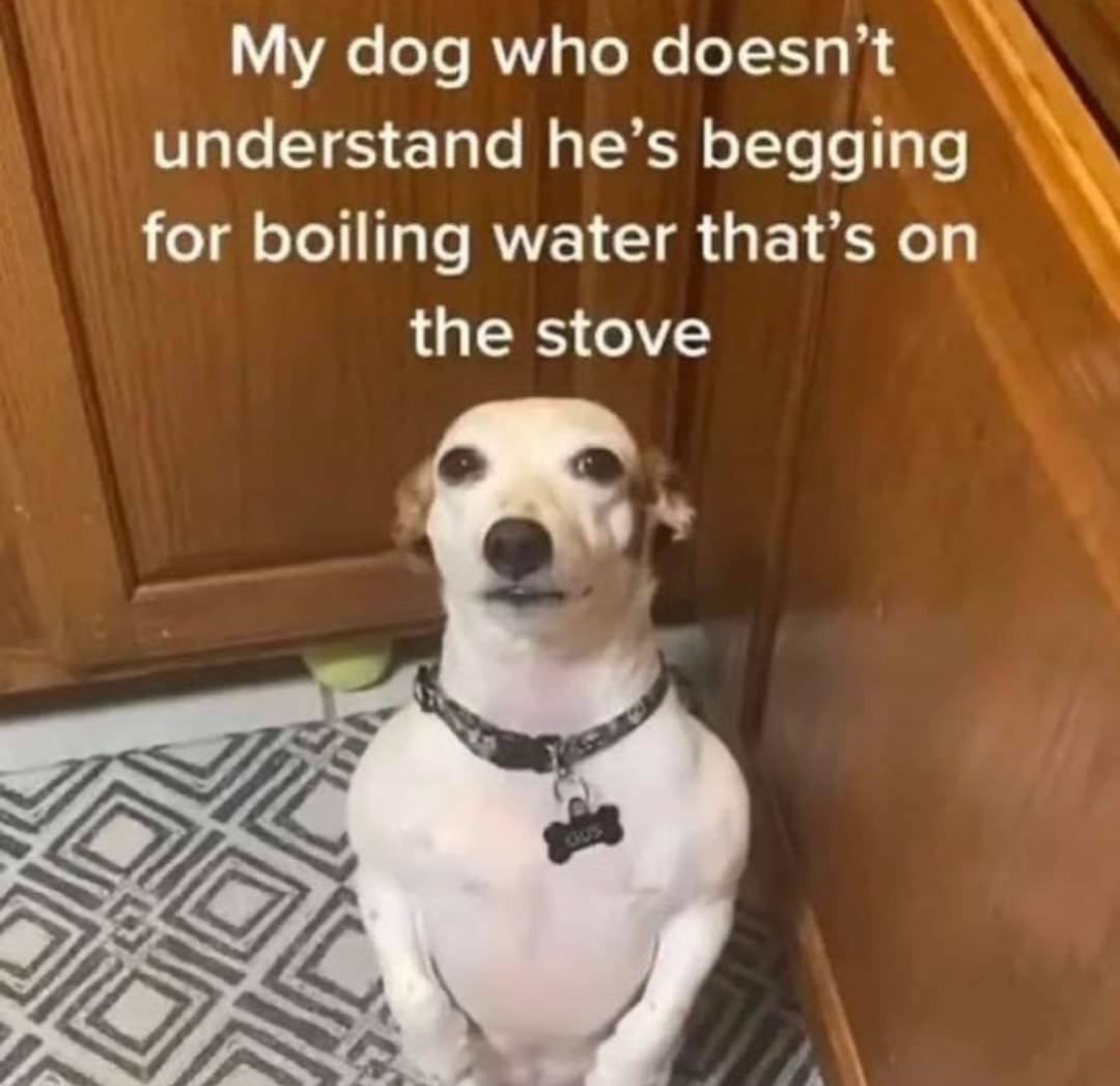 dog who doesn't understand he’s begging for boiling water that’s on the stove у.