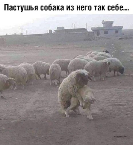 Пастушья собака из него так себе...