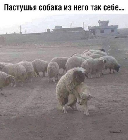 Пастушья собака из него так себе...