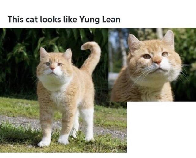 This cat looks like Yung Lean у a
