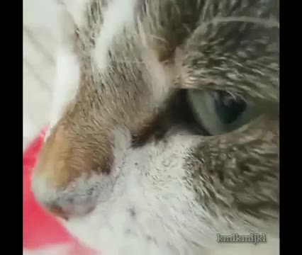 мем