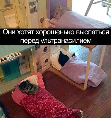 Они хотят хорошенько выспаться перед ультранасилием
