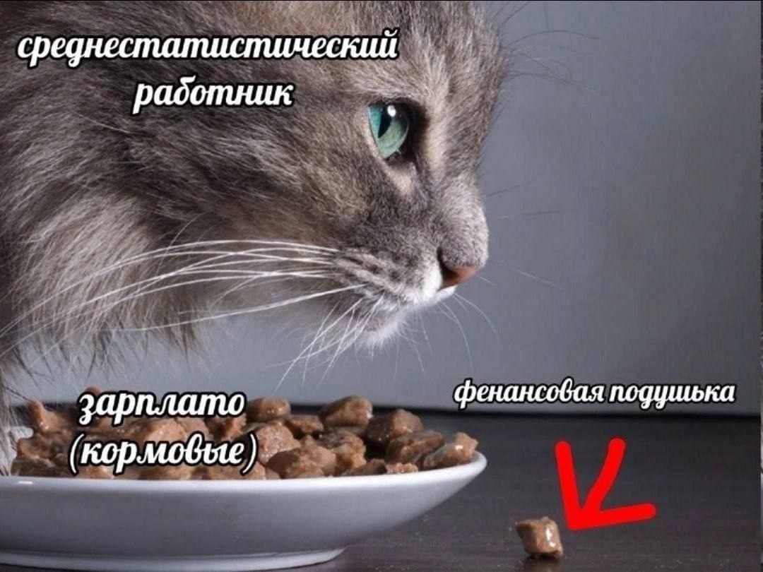 среднестатистический радотник 4 зарплато фенансовая подушька кормовые)