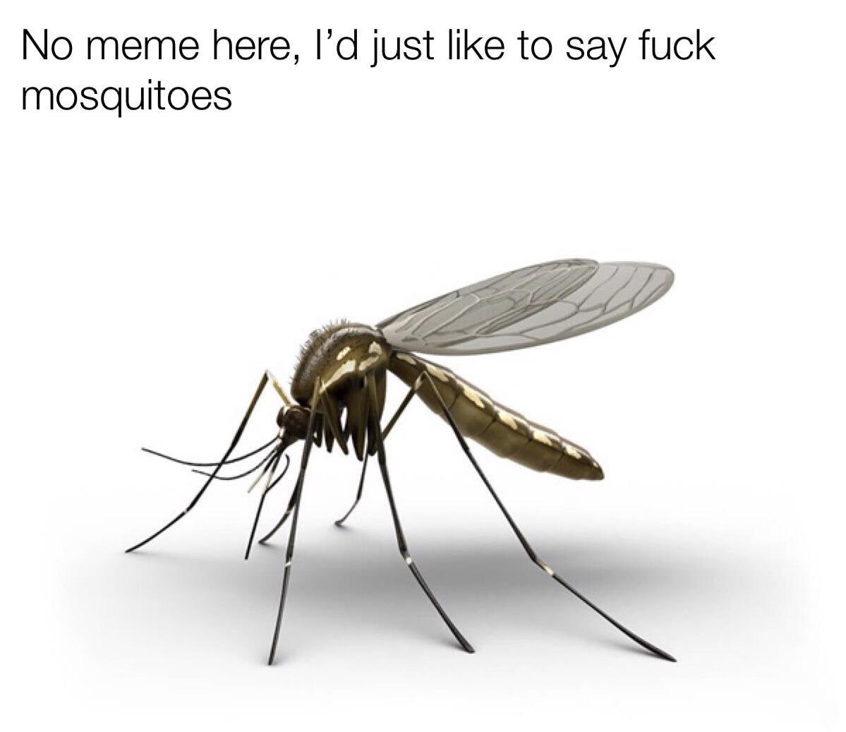 No meme here, just like to say fuck mosquitoes