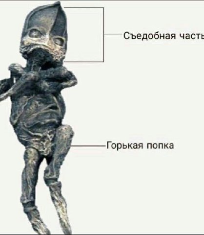 Съедобная часть Горькая попка