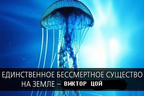 ЕДИНСТВЕННОЕ БЕССМЕРТНОЕ СУЩЕСТВО НА ЗЕМЛЕ ВИКТОР ЦОЙ
