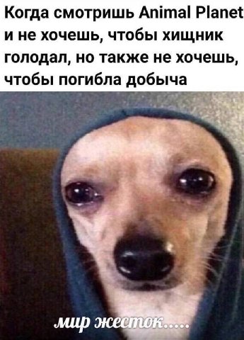 Когда смотришь Animal Planet ине хочешь, чтобы хищник голодал, но также не хочешь, чтобы погибла добыча мир