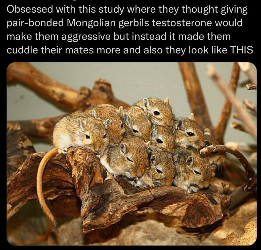 Obsessed with this study where they thought giving pair-bonded Mongolian gerbils testosterone would make them aggressive but instead it made them cuddle their mates more and also they look like THIS