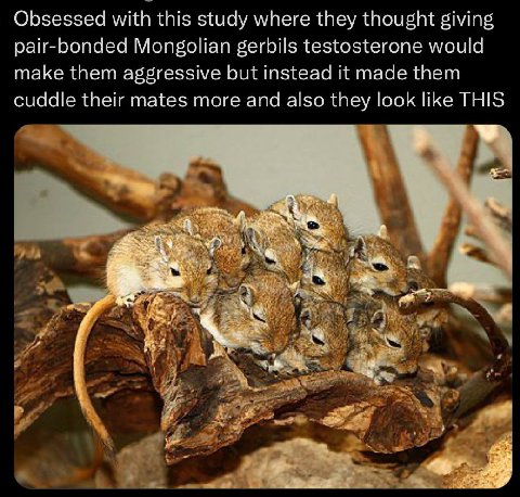 Obsessed with this study where they thought giving pair-bonded Mongolian gerbils testosterone would make them aggressive but instead it made them cuddle their mates more and also they look like THIS