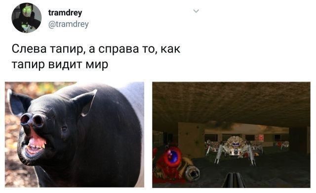 tramdrey @tramdrey Слева тапир, a справа то, как тапир видит мир