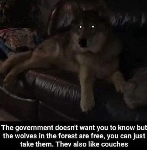 The government doesn't want you to know but the wolves in the forest are free, you can just take them. Thev also like couches