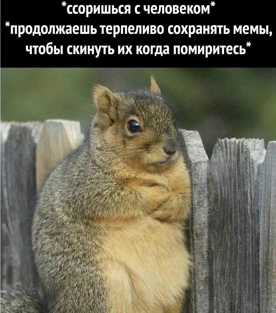 *ссоришься с человеком” *продолжаешь терпеливо сохранять мемы, чтобы скинуть когда помиритесь*