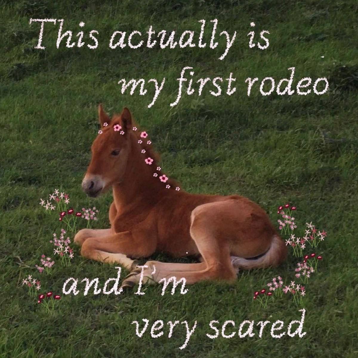 This actually is my first rodeo very scared
