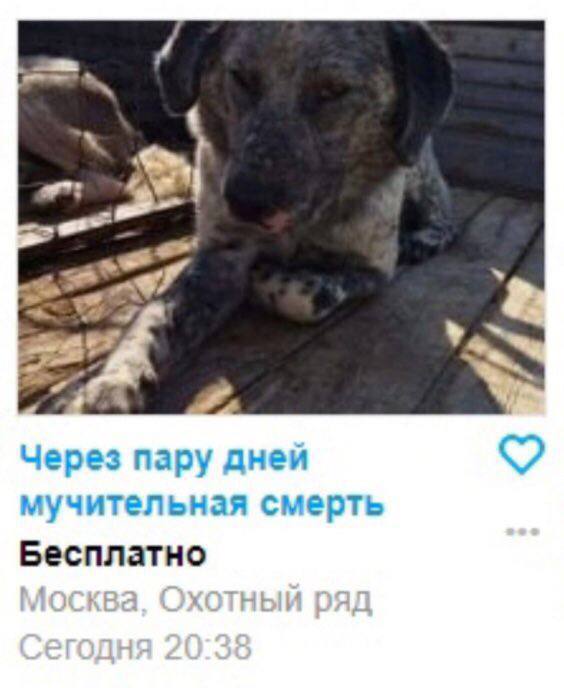 a Через пару днеи мучительная смерть Бесплатно