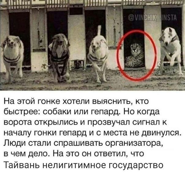 НИК На этой гонке хотели выяснить, кто быстрее: собаки или гепард. Но когда ворота открылись и прозвучал сигнал к началу гонки гепард и с места не двинулся Люди стали спрашивать организатора, в чем де