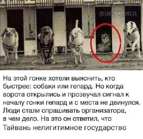 НИК На этой гонке хотели выяснить, кто быстрее: собаки или гепард. Но когда ворота открылись и прозвучал сигнал к началу гонки гепард и с места не двинулся Люди стали спрашивать организатора, в чем де