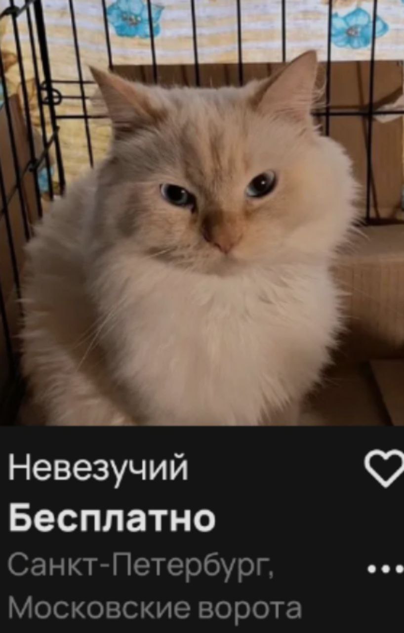 a i Невезучий Бесплатно eee Санкт-Петербург, московские ворота