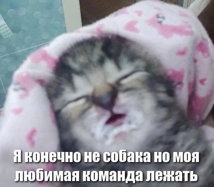Я конечно не собака но моя любимая команда лежать