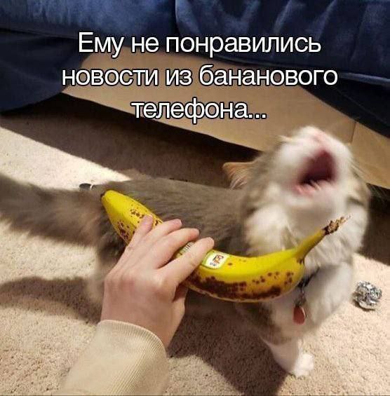 Ему не понравились новости из бананового телефона...