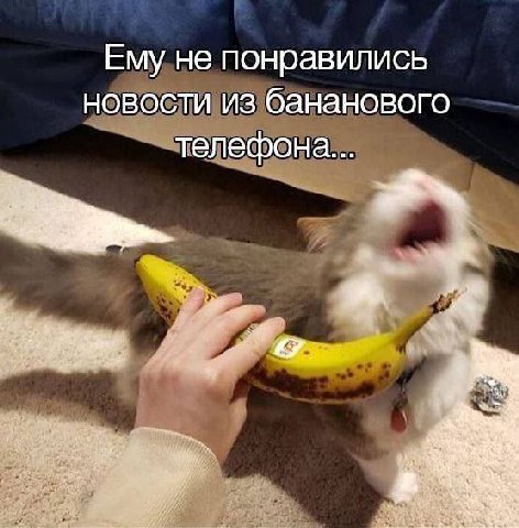 Ему не понравились новости из бананового телефона...