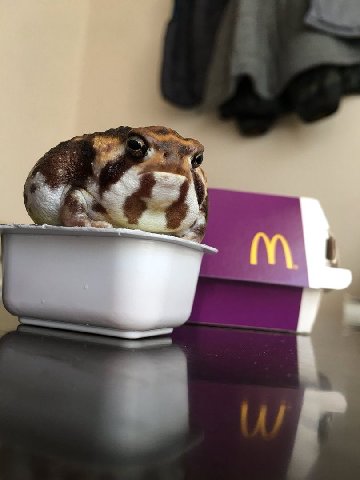 Its wednesday my dudes