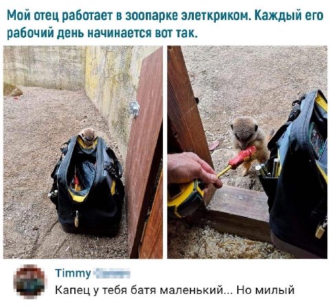 Мой отец работает в зоопарке элеткриком. Каждый его рабочий день начинается вот так. if у Титту Капец у тебя батя маленький... Но милый