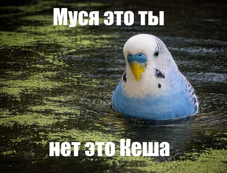 Муся это ты нет это Кеша