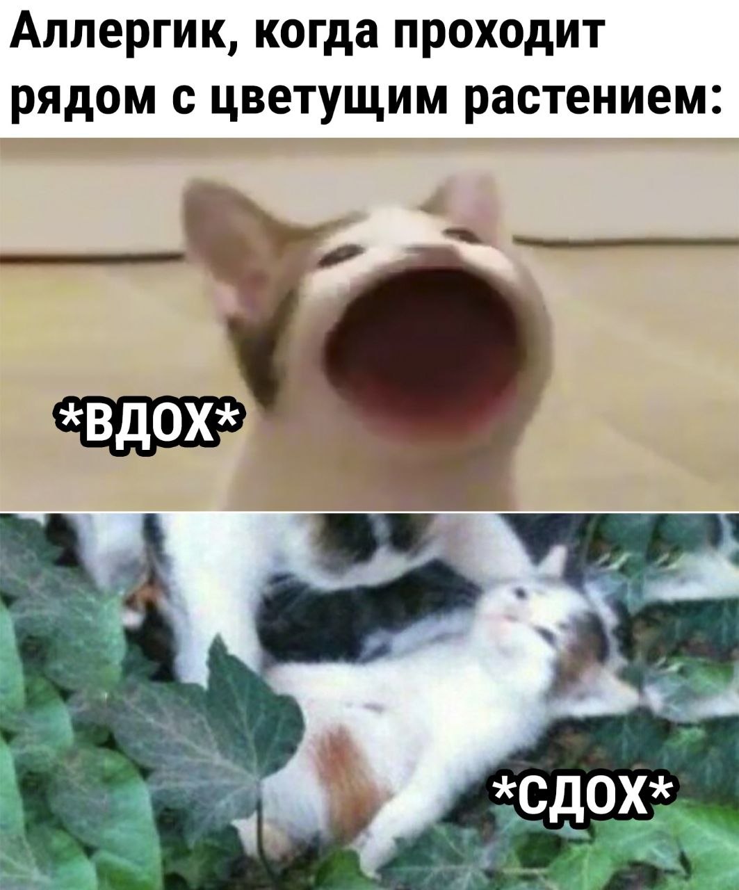 Аллерги к, когда проходит рядом с цветущим растением: 4