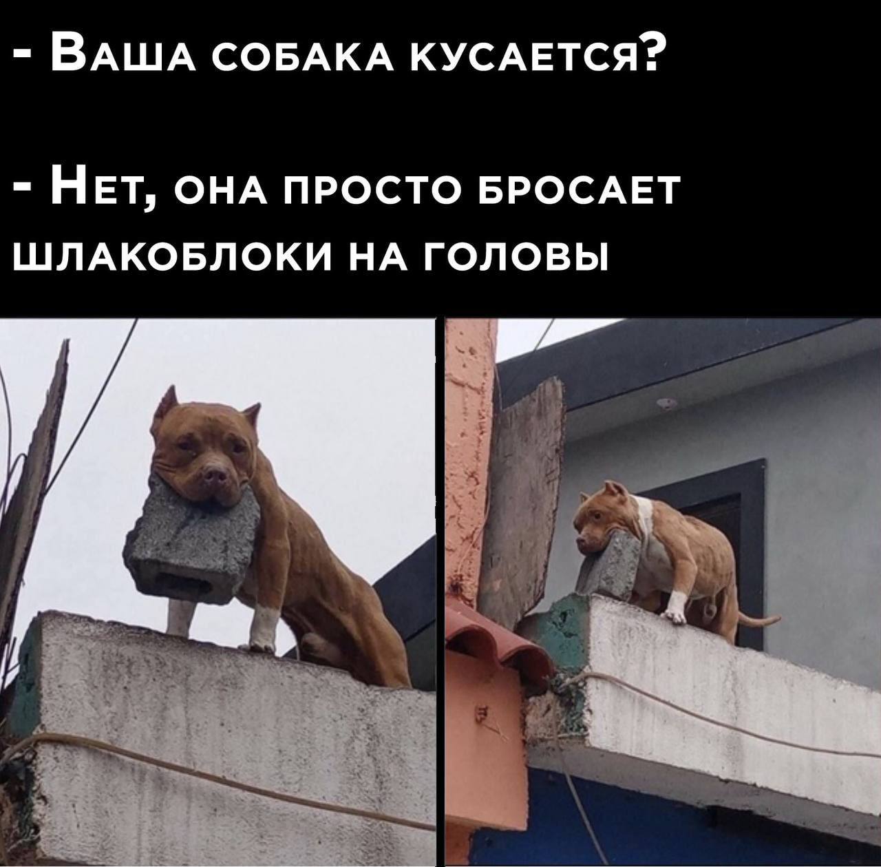 ВАША СОБАКА КУСАЕТСЯ? НЕТ, ОНА ПРОСТО БРОСАЕТ ШЛАКОБЛОКИ НА ГОЛОВЫ