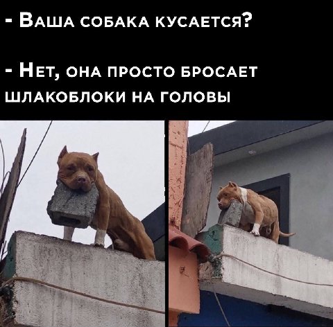 ВАША СОБАКА КУСАЕТСЯ? НЕТ, ОНА ПРОСТО БРОСАЕТ ШЛАКОБЛОКИ НА ГОЛОВЫ